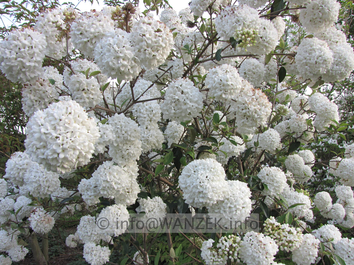Viburnum Hybride Eskimo 01.JPG
